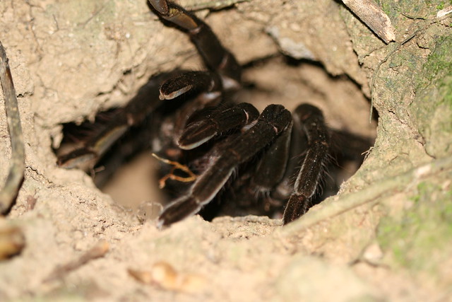 Tarantula (Family: Theraphosidae) - Bolivia