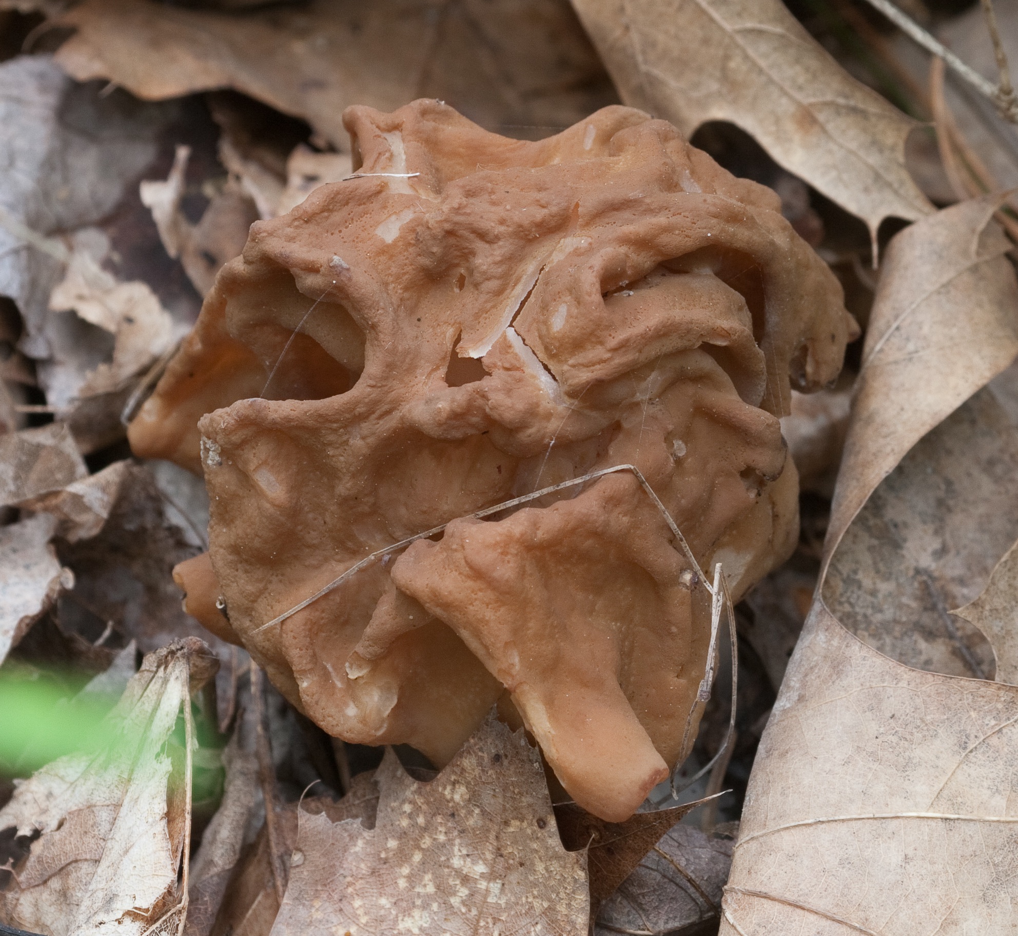 Mushroom