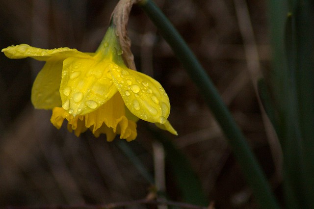 imgp5282 - Wet Daffodil