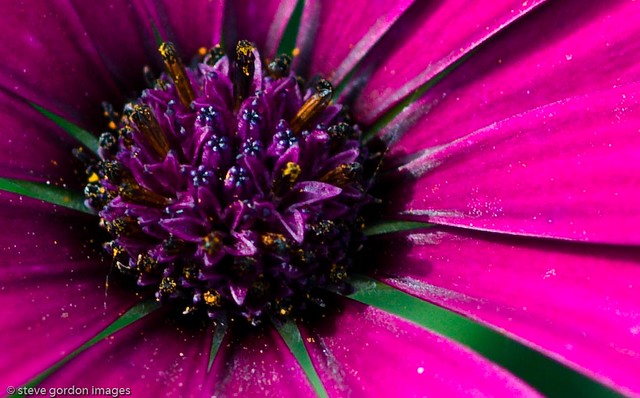 purple pollen