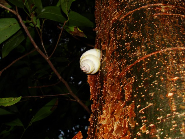 snail _1_00006_liguus fasciatus roseatus