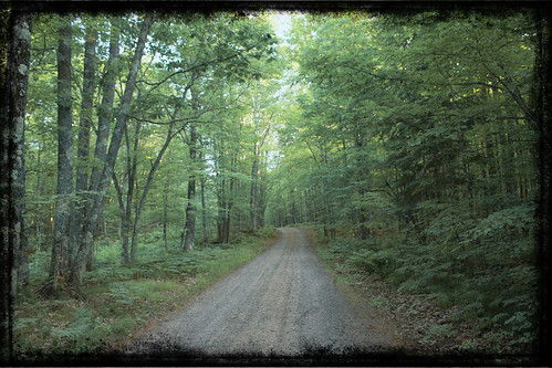 road summer texture forest woods flora path wi spiderlake threes ghostbones greatnorthwest