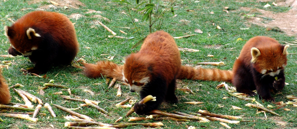 Red Pandas 306 | Red Pandas, Chengdu, China | gill_penney | Flickr