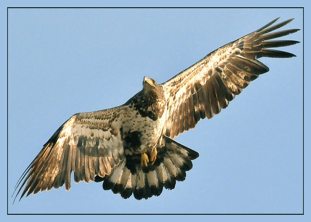Juvenile Bald Eagle Makes A Turn