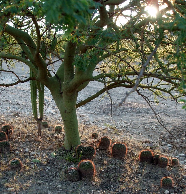 Cacti de espinas rojas y Palo Verde; entre San Rafael de las Tablas y San Juan Capistrano, Zacatecas, Mexico