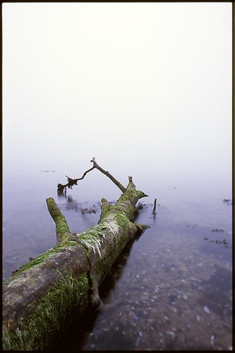 mist seascape film nature water fog 35mm dawn iso100 log nikon scenery ishootfilm slidefilm velvia treetrunk transparency epson 24mm fujichrome f11 e6 manualfocus fm2n rvp100 4490 fujichromevelvia100