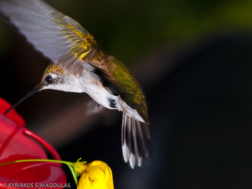 QUICK SNACK | by KSM Digital Photography