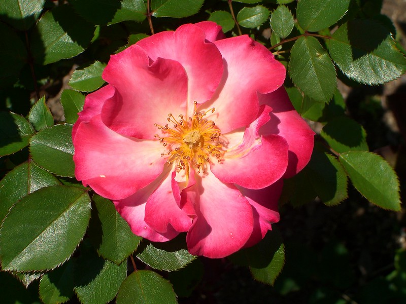 Brooklyn Botanic Gardens, May 25, 2008 | Flickr