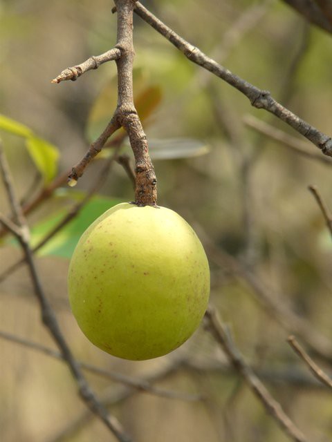 Fruto do Cerrado/Brazilian Savannah Fruit