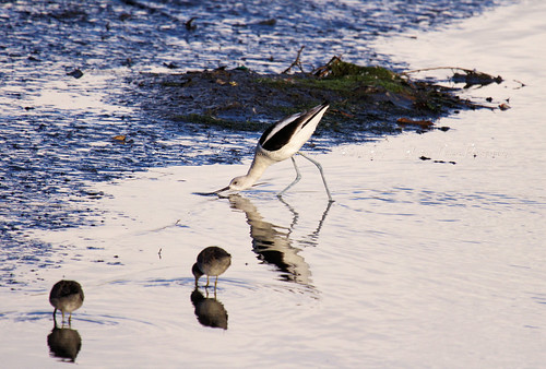 American Avocet and Friends by *GloriousNature*bySusanGaryPhotography