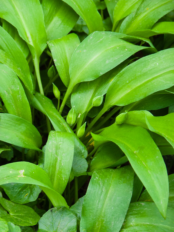 Wild garlic