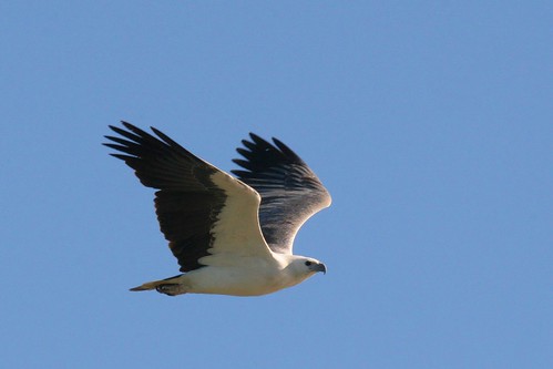 White-bellied Sea-Eagle by marj k