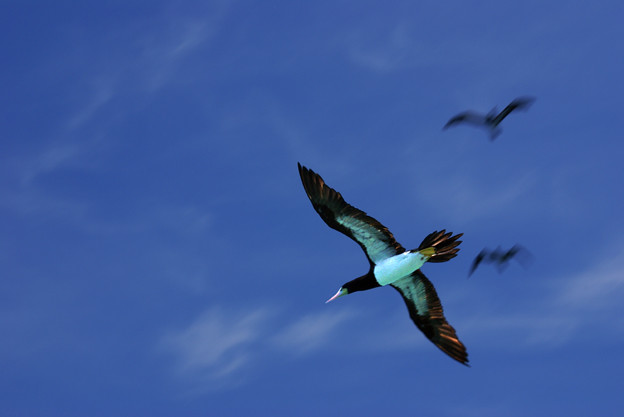 El vuelo del pájaro bobo | Alepho | Flickr
