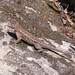 Flickr photo 'Western Fence Lizard 3' by: A.Poulos (Iya).