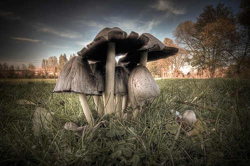 mushroom family by gari.baldi