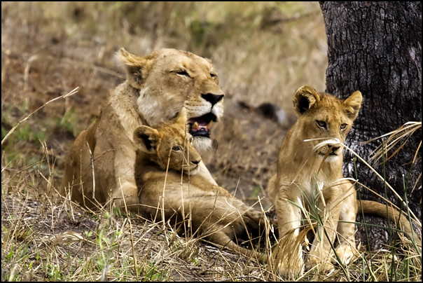 Lioness with cubs, Styx pride