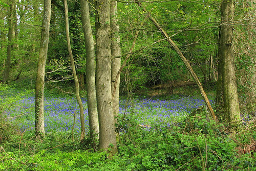 Patch of blue Bluebell carpet in woods near Balcombe, West Sussex, England