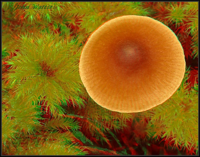 Toadstool 002 RC anaglyph