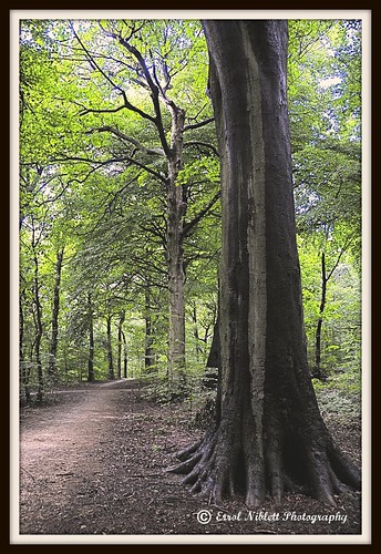 Woodland Walk (DSC_6948) by Tripod 01