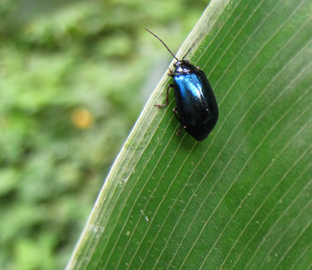 Shiny Blue Beetle