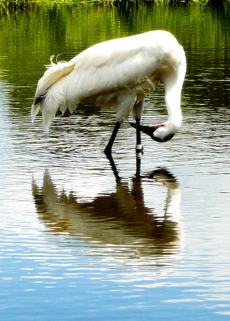 The Whooping Crane preens