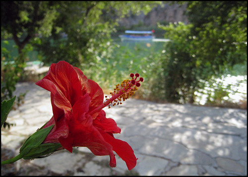 flower canon turkey river boat ixus bloom dalyan sd870is