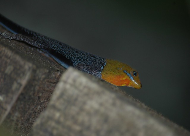 Gonatodes albogularis - Yellow-Headed Gecko - 11/02/07