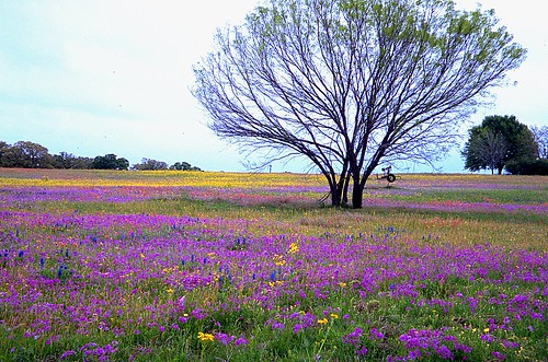 film geotagged spring flora texas wildflowers filmscan texaswildflowers newberlin mixedwildflowers