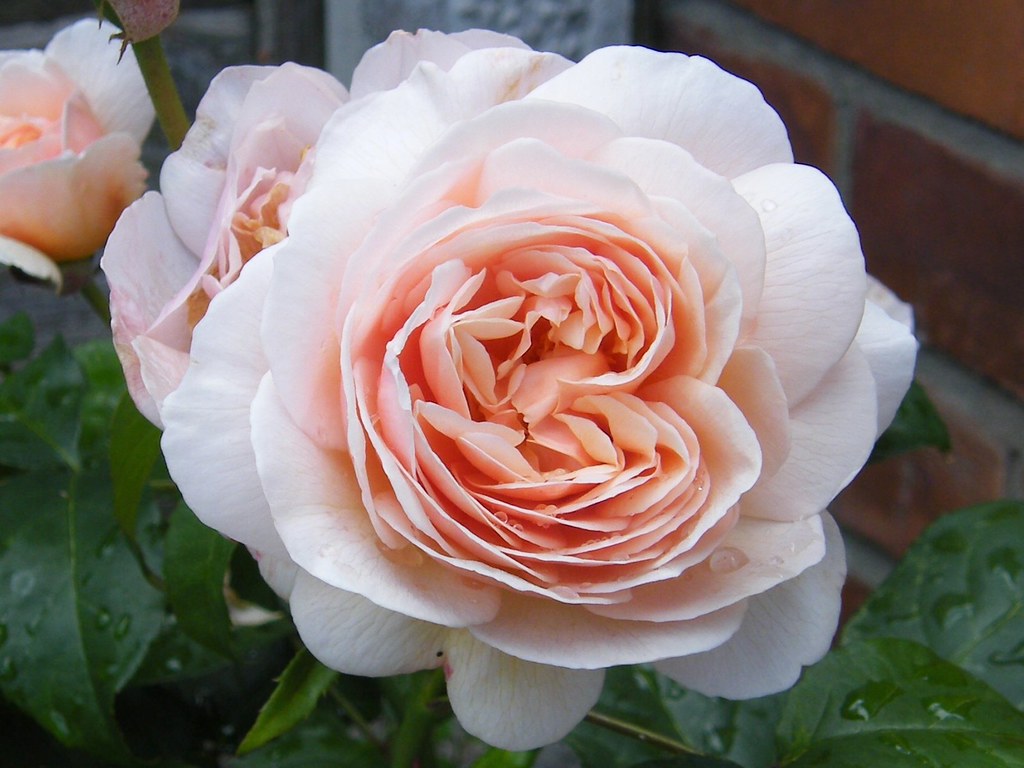 Sweet Juliet rose, Old English variety, highly perfumed., Patricia Tracey