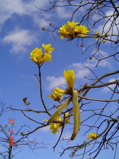 Ipê - flor e fava | Nesta foto vemos dois estágios da floraç… | Flickr