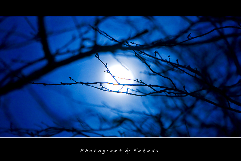 Silent blue night by Fukuda.