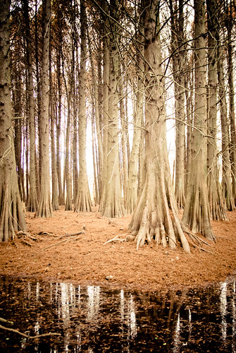 trees nature water beauty forest stream glow pentax oz tennessee cyprus fantasy swamp lightroom k10d flickrlovers