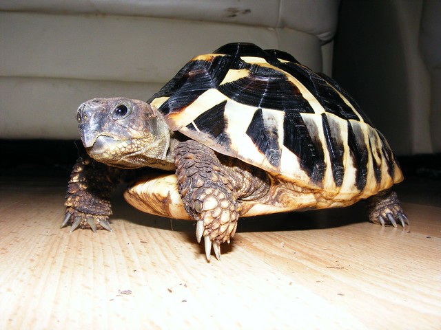 Geoff the tortoise