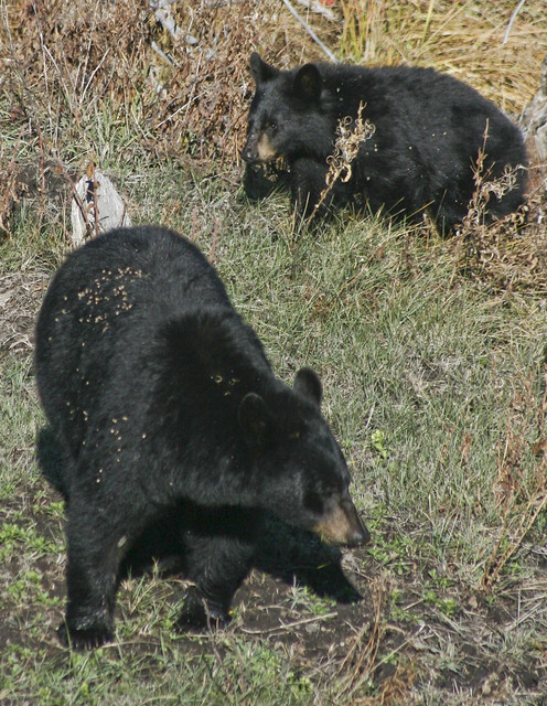 Black Bear Mother And Cub