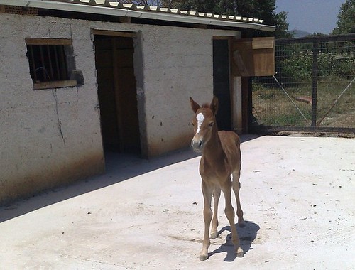 Primer caballo clonado nacerá en Chile este viernes