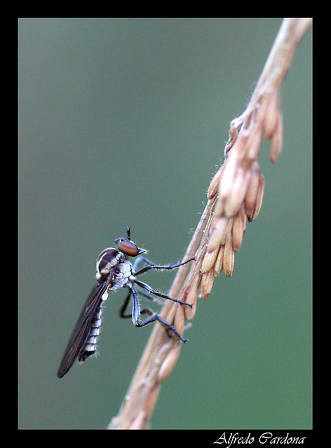 Mosca Asesina (Robber Fly)