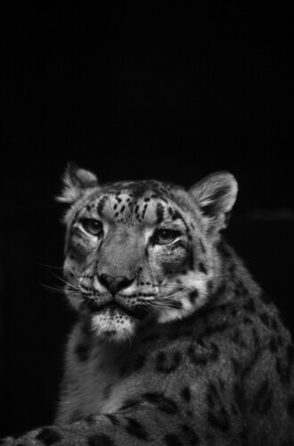 Sad Snow Leopard | Steven Springer | Flickr