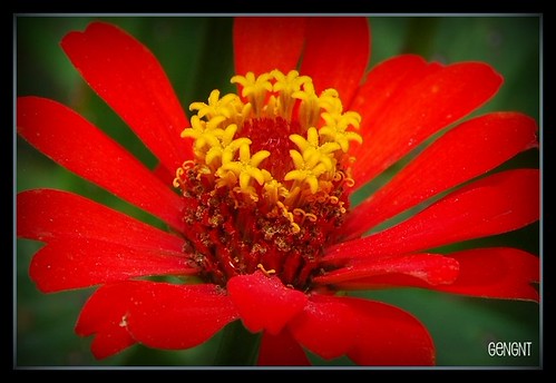 Bunga kekwa | by GengNT
