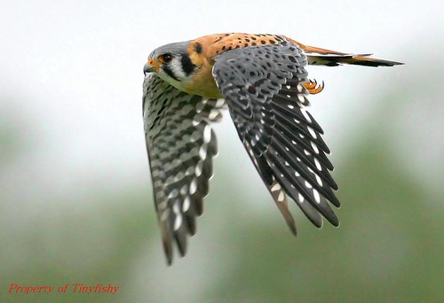 American Kestrel | by tinyfishy