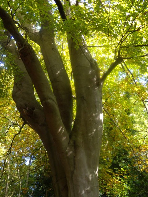 Tree Pangbourne Circular