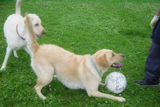 soccer dogs -1-