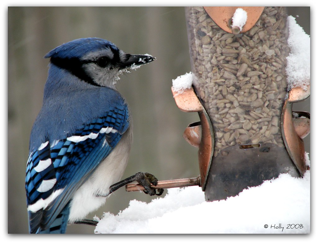 tips for attracting birds to window