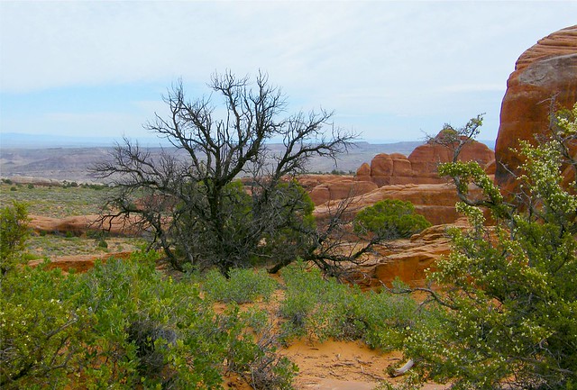 Naked Tree at Arches National Park