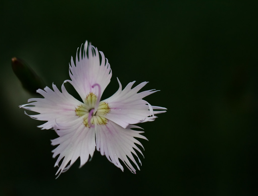 White carnation (?)