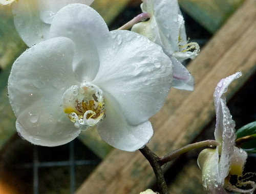 White Orchid by Property#1