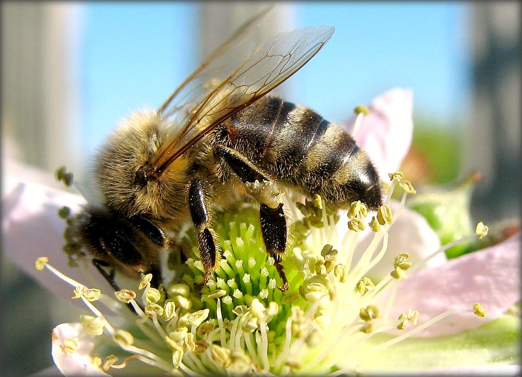 Bee on Blackberry Blossom - Brombeerblüte by Batikart