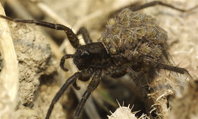 Wolf spider female with young