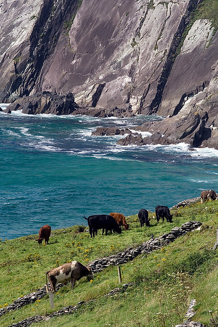 vaches-péninsule de Dingle