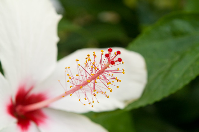 White hibiscus * Белый гибискус #1