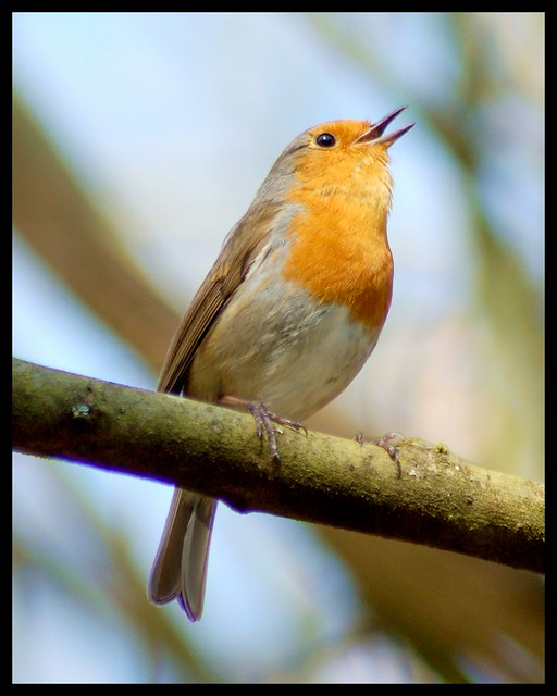 Singing Robin
